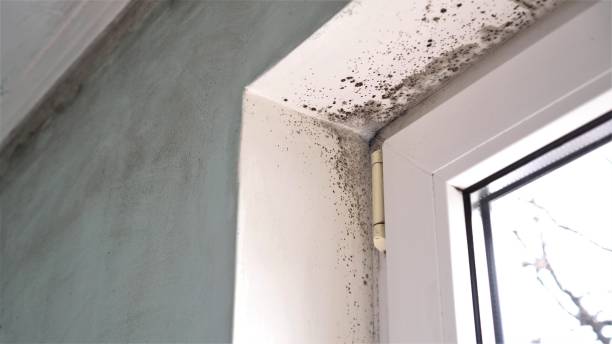 Best Industrial Mold Remediation  in Lden, MA