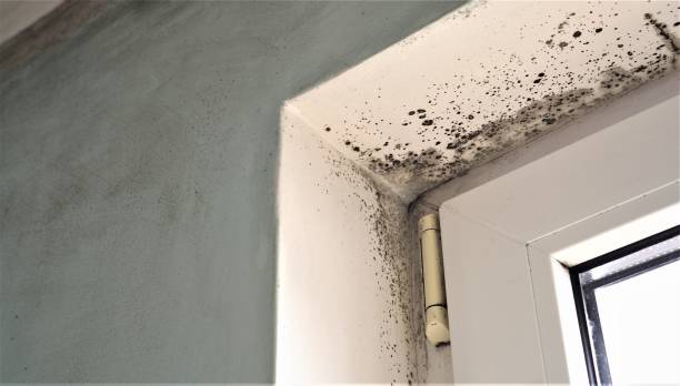 Best Mold Documentation for Insurance Claims  in Lden, MA