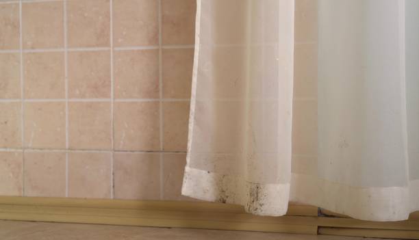 Malden, MA Mold Removal Company