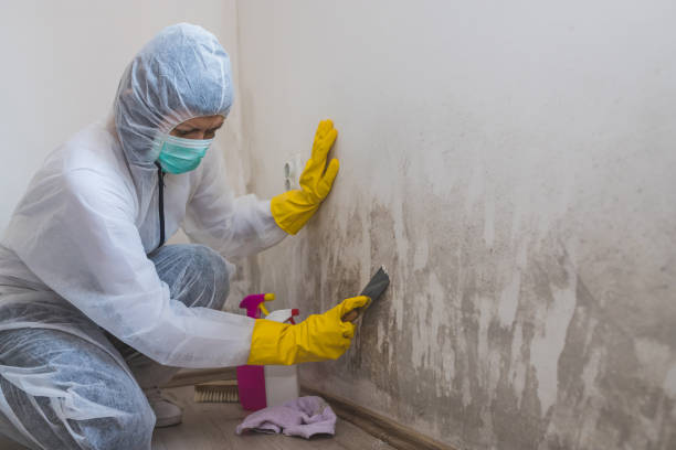 Best Environmental Consulting for Mold Prevention  in Lden, MA
