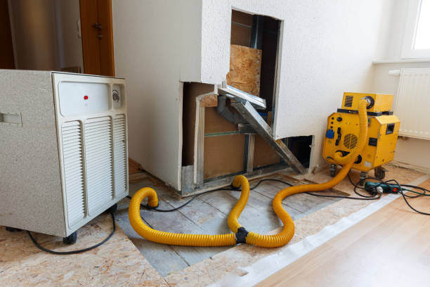 Best Black Mold Removal  in Lden, MA